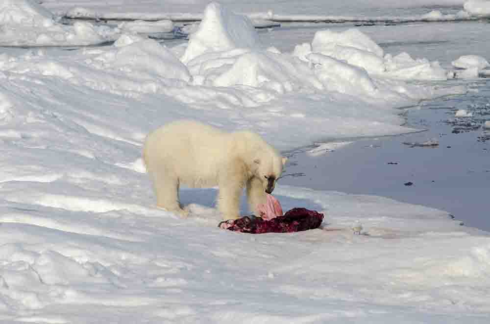 Oso Polar - islas Svalbard - Noruega 57.jpg